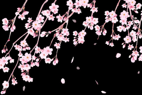 桜の水彩イラストKeikoTakamatsu