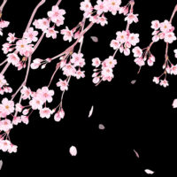 桜の水彩イラストKeikoTakamatsu